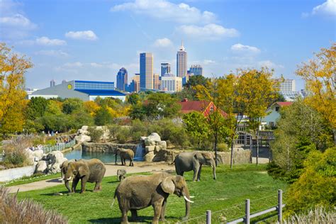 Zoo denver - Since 1996, Denver Zoo has participated in over 600 projects, in more than 60 countries, on all seven continents, and commits more than $2 million annually to field conservation.